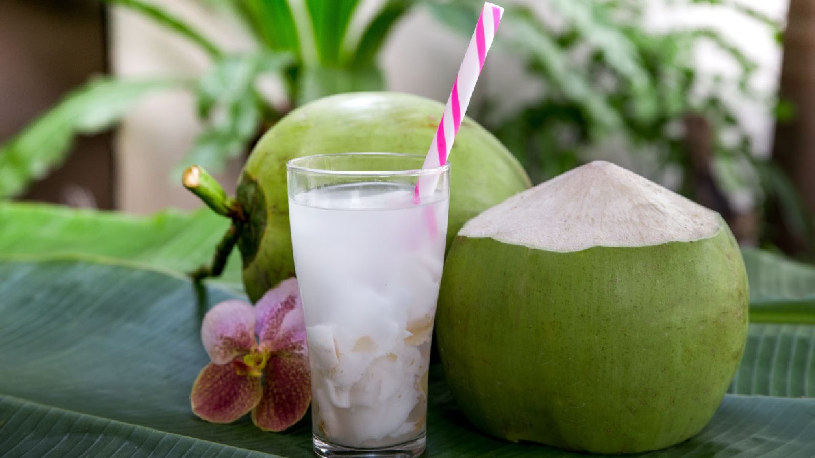 fresh coconut drink 