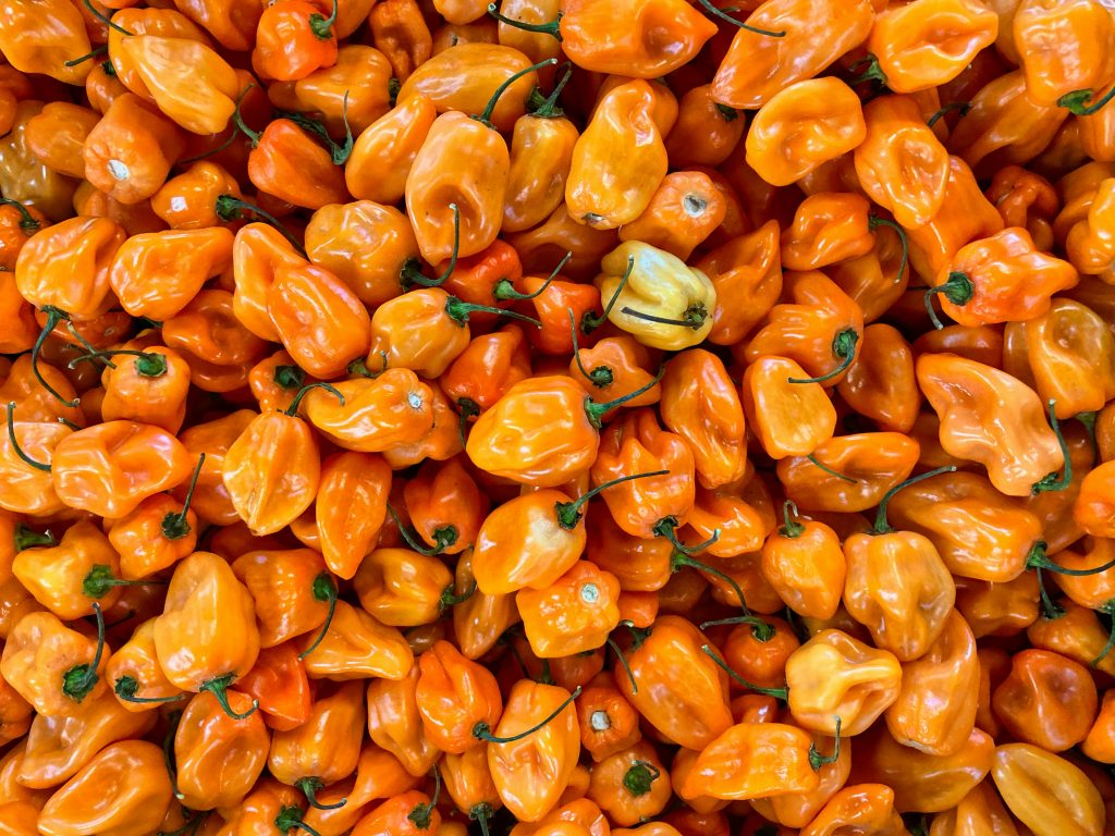 Habanero peppers
